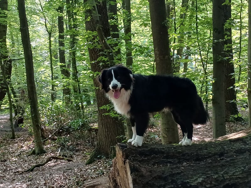Australian Shepherd Rüde sucht