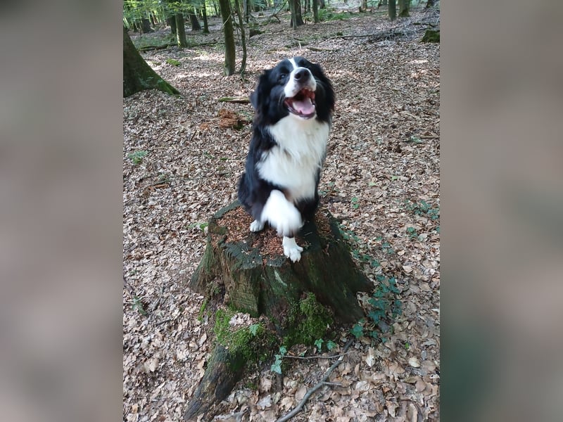Australian Shepherd Rüde sucht