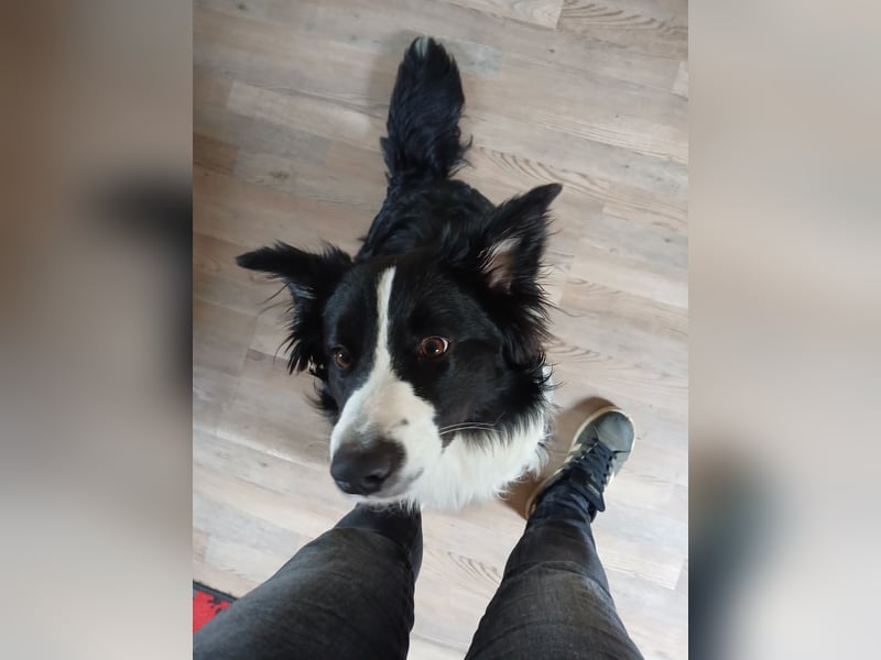 Australian Shepherd Rüde sucht