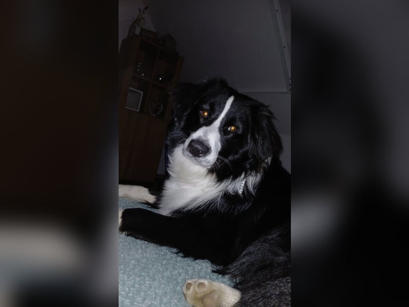 Australian Shepherd Rüde sucht