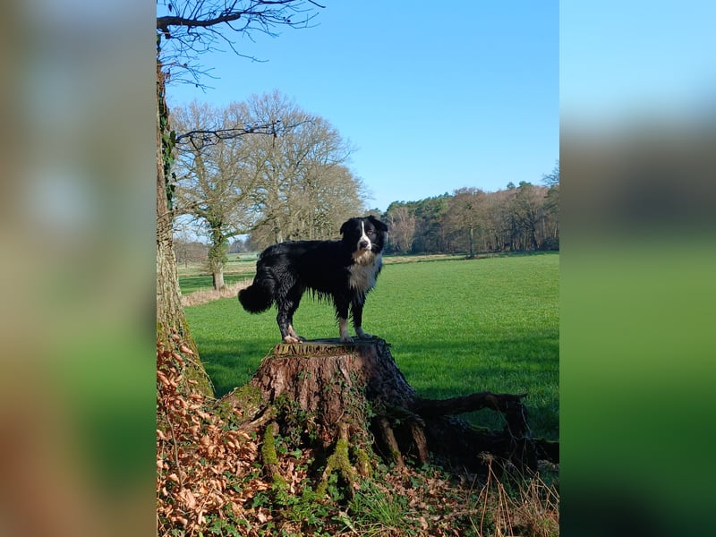 Australian Shepherd Rüde sucht