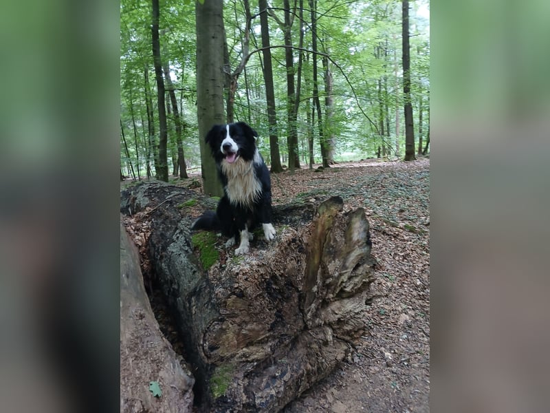 Australian Shepherd Rüde sucht
