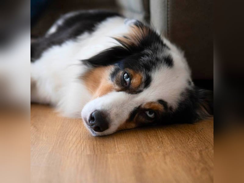 Anouk - ist neugierig&freundlich