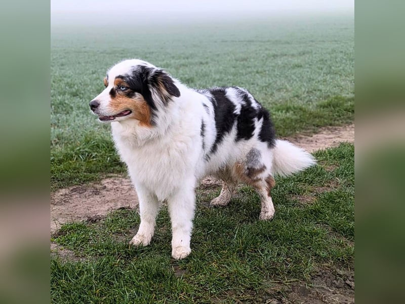Anouk - ist neugierig&freundlich