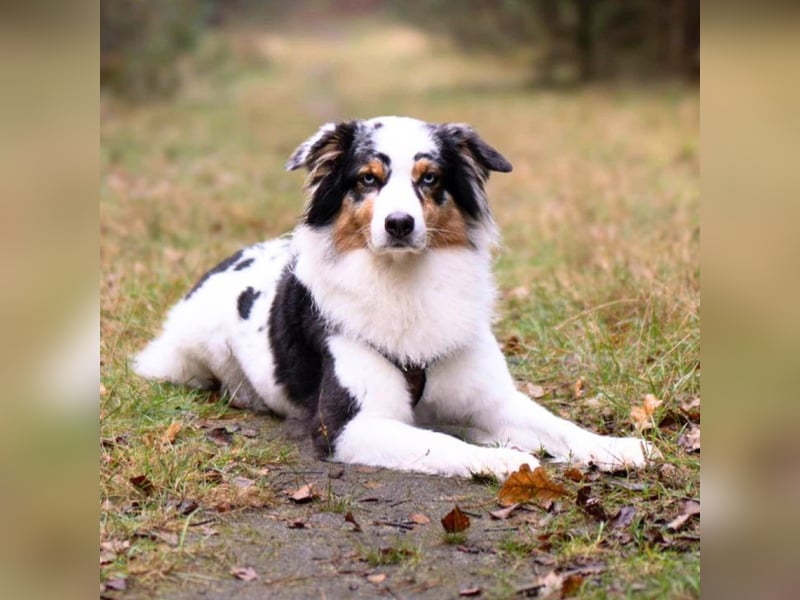 Anouk - ist neugierig&freundlich