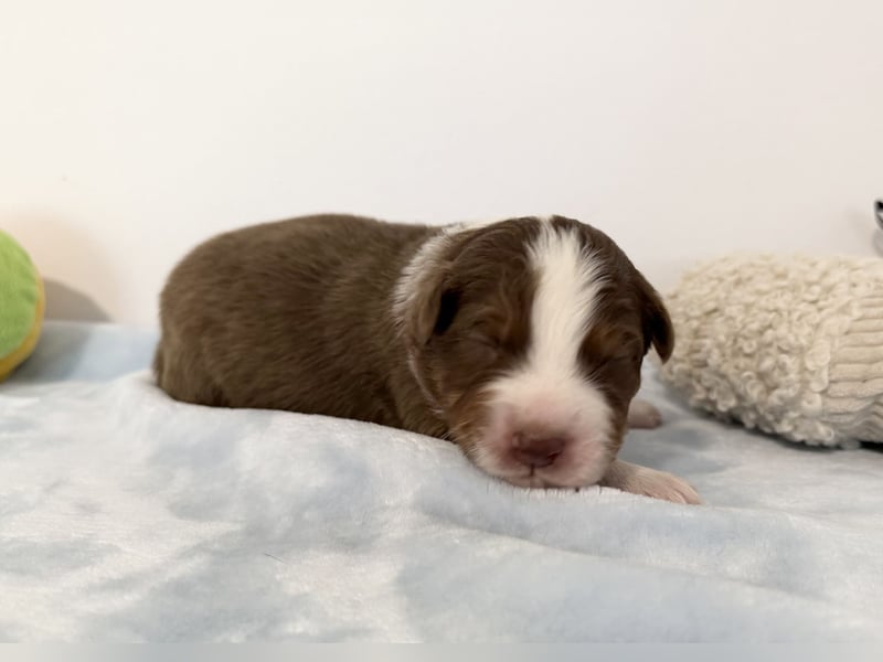 Bezaubernde Australian Shepherd Welpen (ASCA) suchen ein tolles Zuhause
