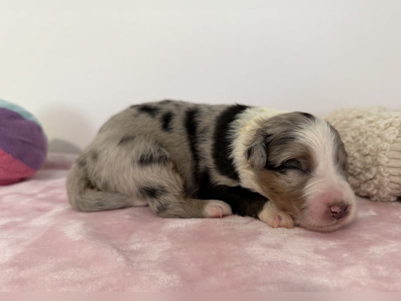 Bezaubernde Australian Shepherd Welpen (ASCA) suchen ein tolles Zuhause