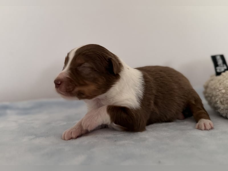 Bezaubernde Australian Shepherd Welpen (ASCA) suchen ein tolles Zuhause