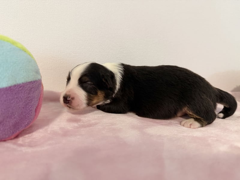 Bezaubernde Australian Shepherd Welpen (ASCA) suchen ein tolles Zuhause