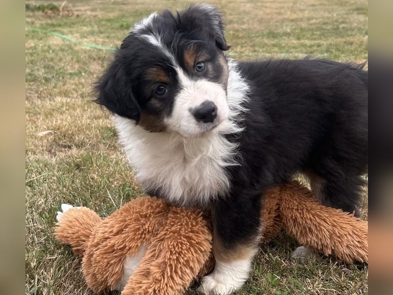 Bezaubernde Australian Shepherd Welpen (ASCA) suchen ein tolles Zuhause