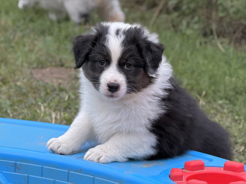 Bezaubernde Australian Shepherd Welpen (ASCA) suchen ein tolles Zuhause