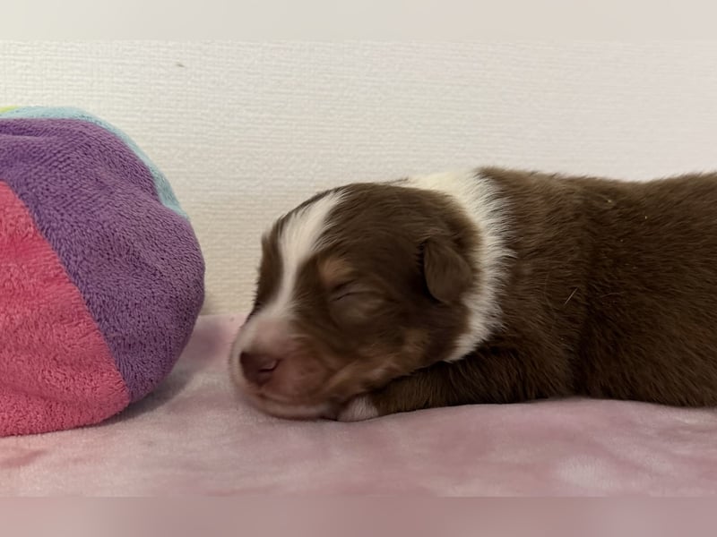 Bezaubernde Australian Shepherd Welpen (ASCA) suchen ein tolles Zuhause