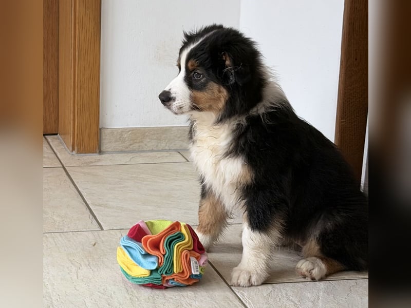 Bezaubernde Australian Shepherd Welpen (ASCA) suchen ein tolles Zuhause