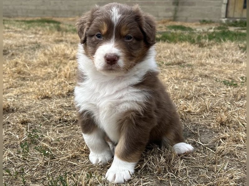 Bezaubernde Australian Shepherd Welpen (ASCA) suchen ein tolles Zuhause