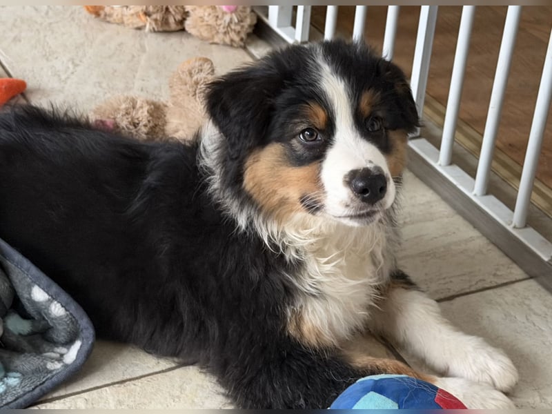 Bezaubernde Australian Shepherd Welpen (ASCA) suchen ein tolles Zuhause