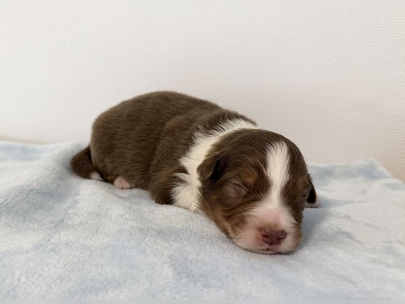 Bezaubernde Australian Shepherd Welpen (ASCA) suchen ein tolles Zuhause