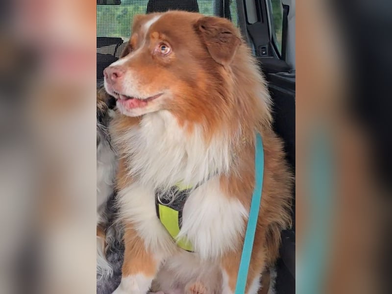 Australian Shepherd Deckrüde, ASCA , DNA VP, red tri, FREI von Gendefekten