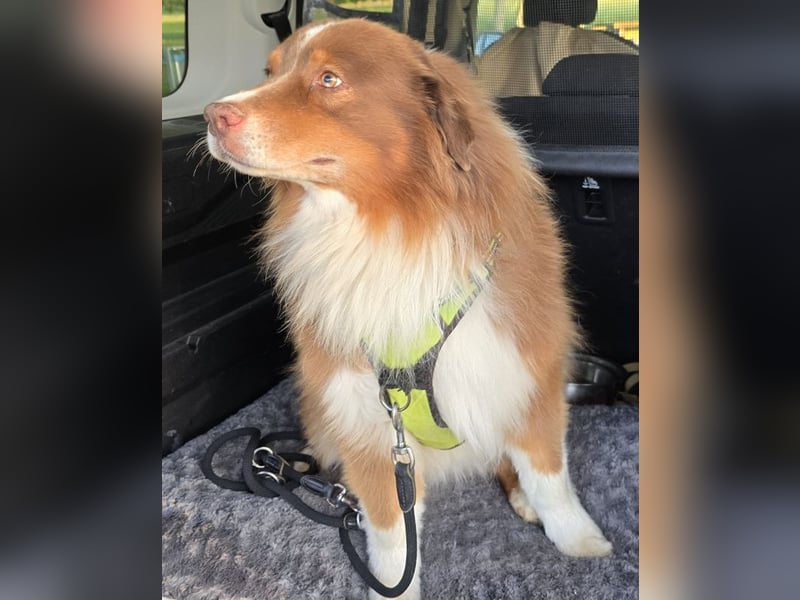 Australian Shepherd Deckrüde, ASCA , DNA VP, red tri, FREI von Gendefekten