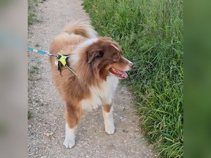 Australian Shepherd Deckrüde, ASCA , DNA VP, red tri, FREI von Gendefekten