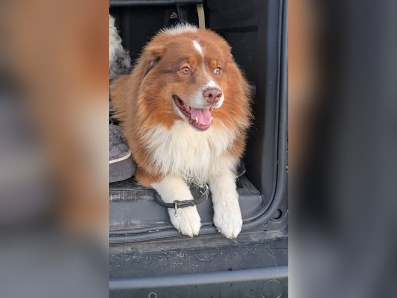 Australian Shepherd Deckrüde, ASCA , DNA VP, red tri, FREI von Gendefekten