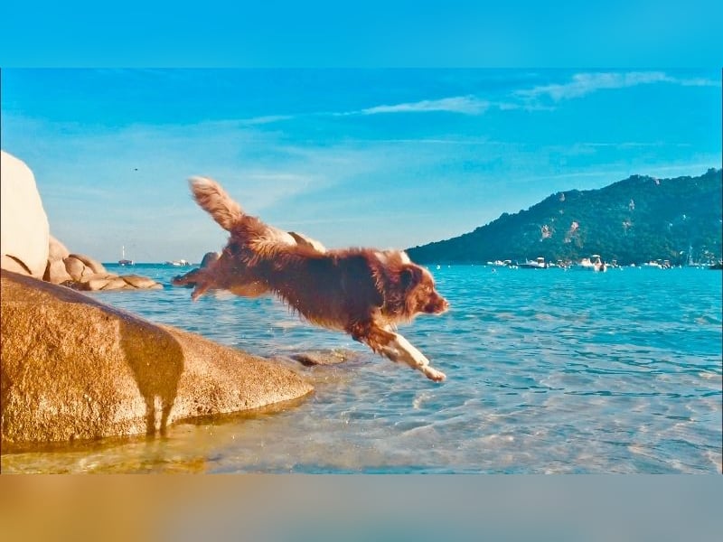 Australian Shepherd Deckrüde, ASCA , DNA VP, red tri, FREI von Gendefekten