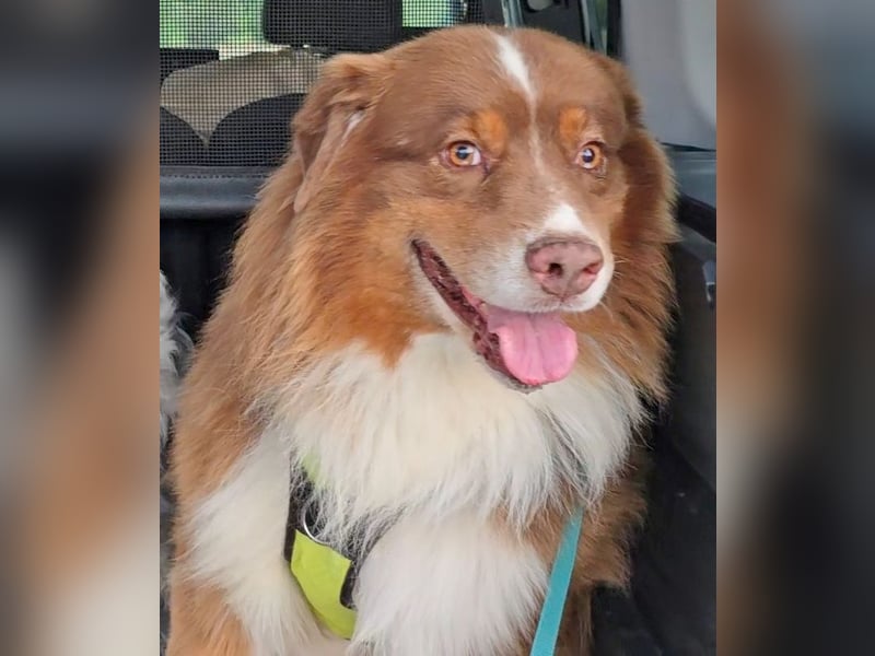 Australian Shepherd Deckrüde, ASCA , DNA VP, red tri, FREI von Gendefekten