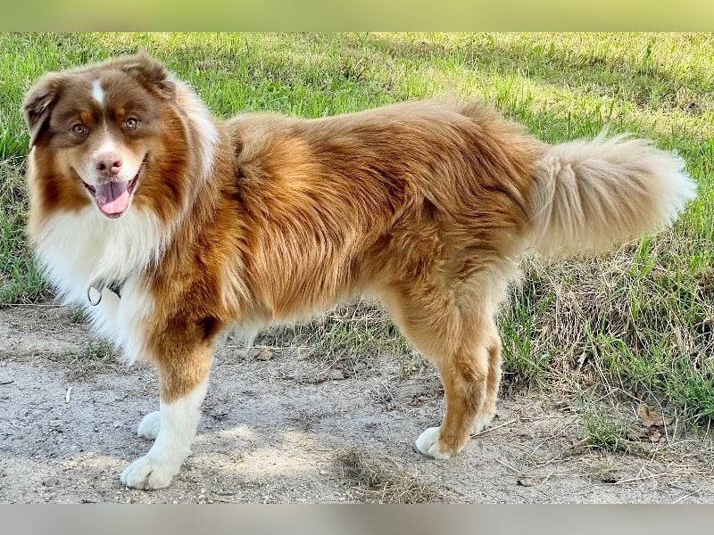 Australian Shepherd Deckrüde, ASCA , DNA VP, red tri, FREI von Gendefekten