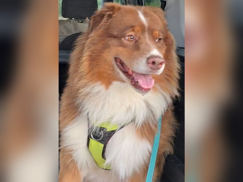 Australian Shepherd Deckrüde, ASCA , DNA VP, red tri, FREI von Gendefekten