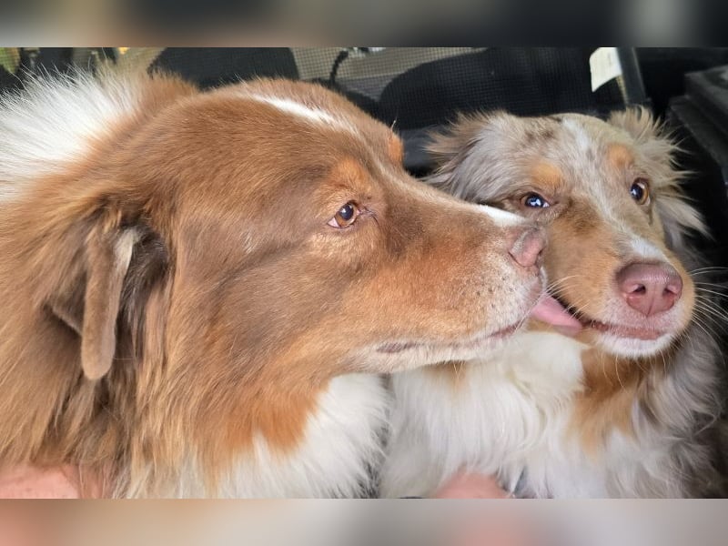 Australian Shepherd Deckrüde, ASCA , DNA VP, red tri, FREI von Gendefekten