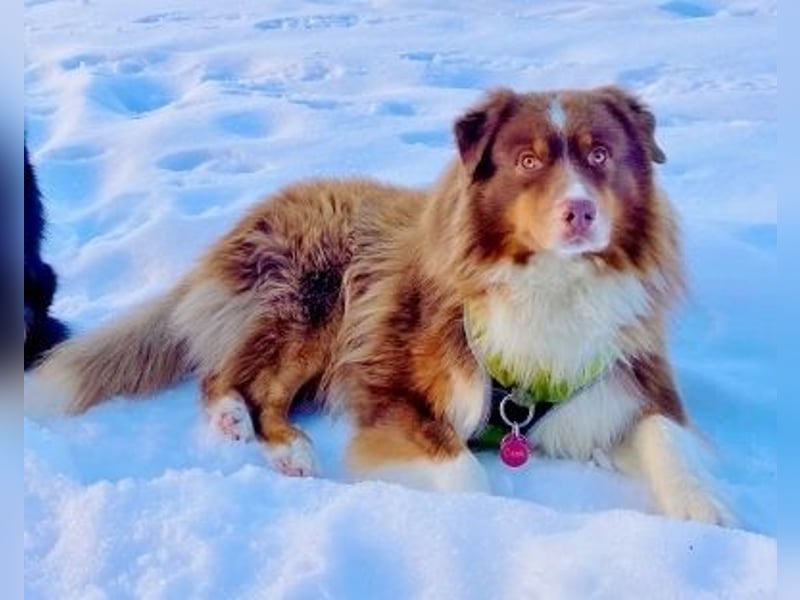 Australian Shepherd Deckrüde, ASCA , DNA VP, red tri, FREI von Gendefekten