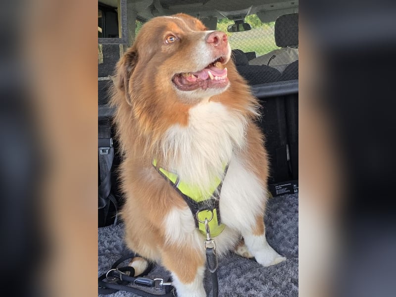 Australian Shepherd Deckrüde, ASCA , DNA VP, red tri, FREI von Gendefekten