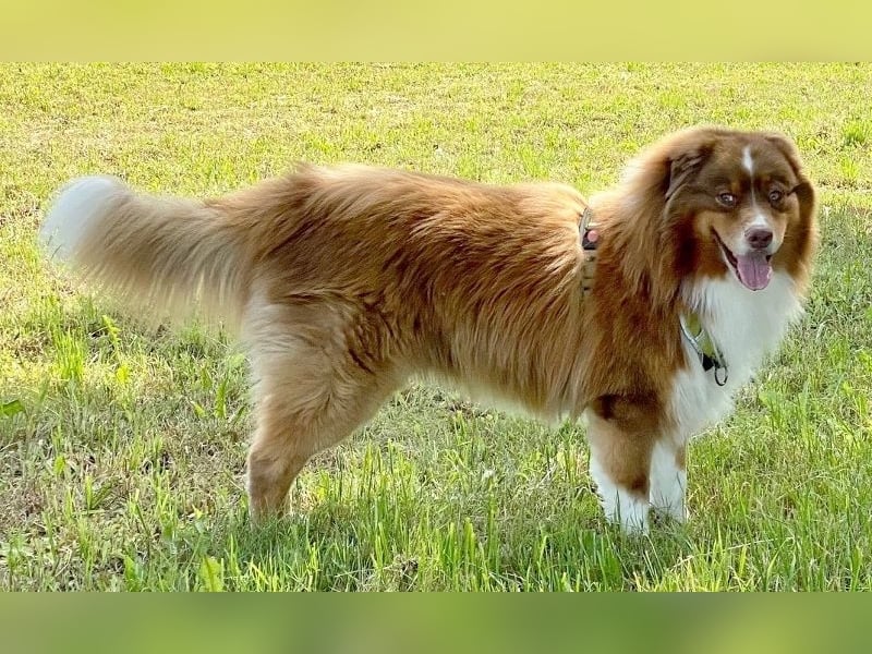 Australian Shepherd Deckrüde, ASCA , DNA VP, red tri, FREI von Gendefekten