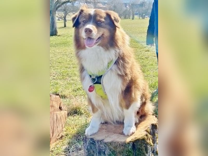 Australian Shepherd Deckrüde, ASCA , DNA VP, red tri, FREI von Gendefekten
