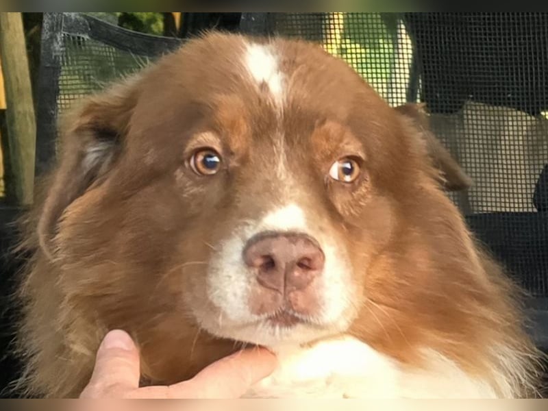 Australian Shepherd Deckrüde, ASCA , DNA VP, red tri, FREI von Gendefekten