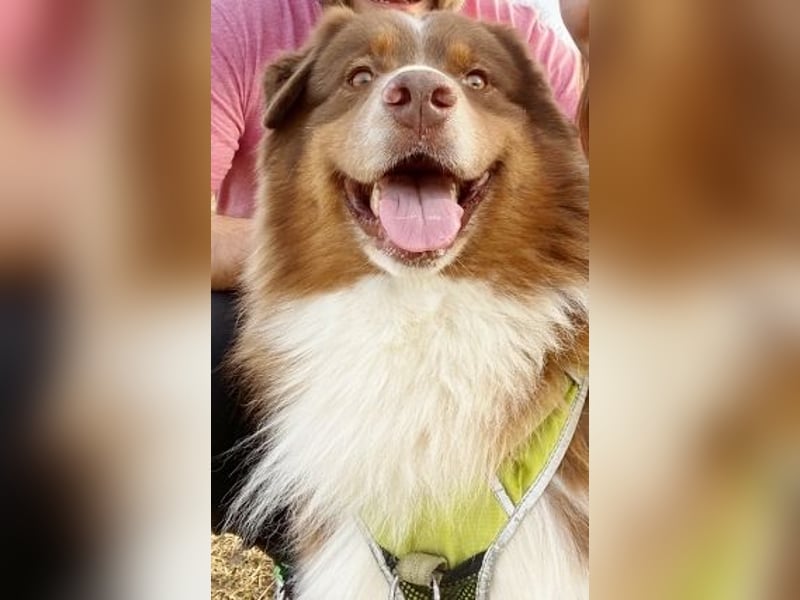 Australian Shepherd Deckrüde, ASCA , DNA VP, red tri, FREI von Gendefekten