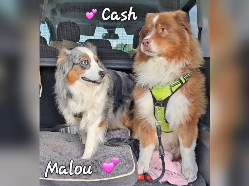 Australian Shepherd Deckrüde, ASCA , DNA VP, red tri, FREI von Gendefekten