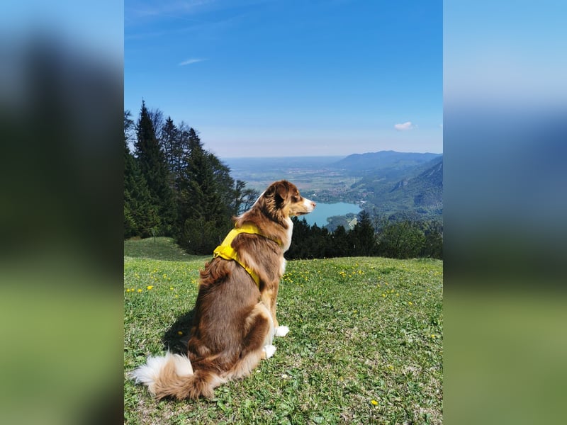 Loki, Australien Shepherd Rüde
