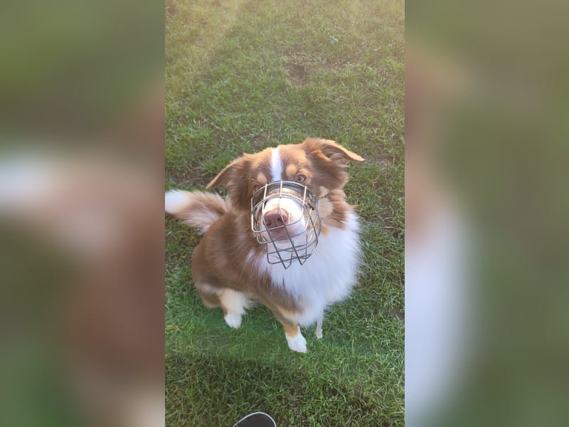 Loki, Australien Shepherd Rüde