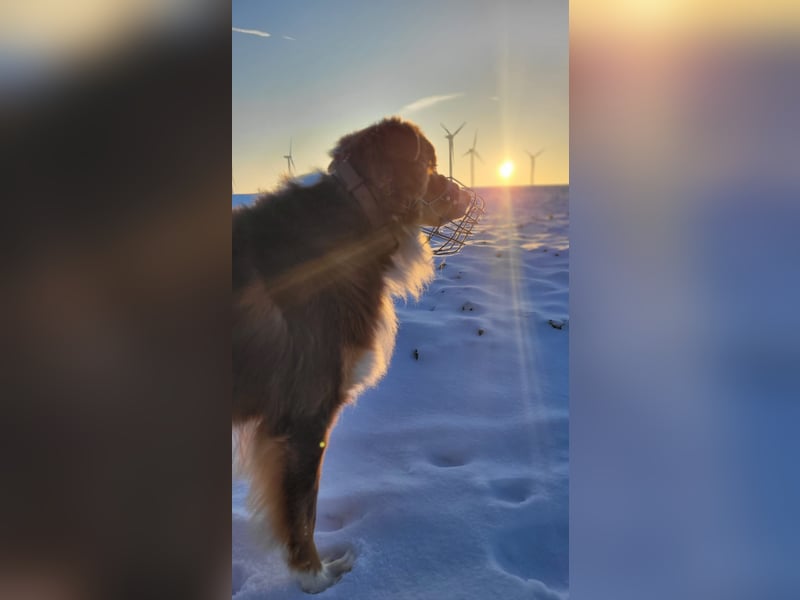 Loki, Australien Shepherd Rüde