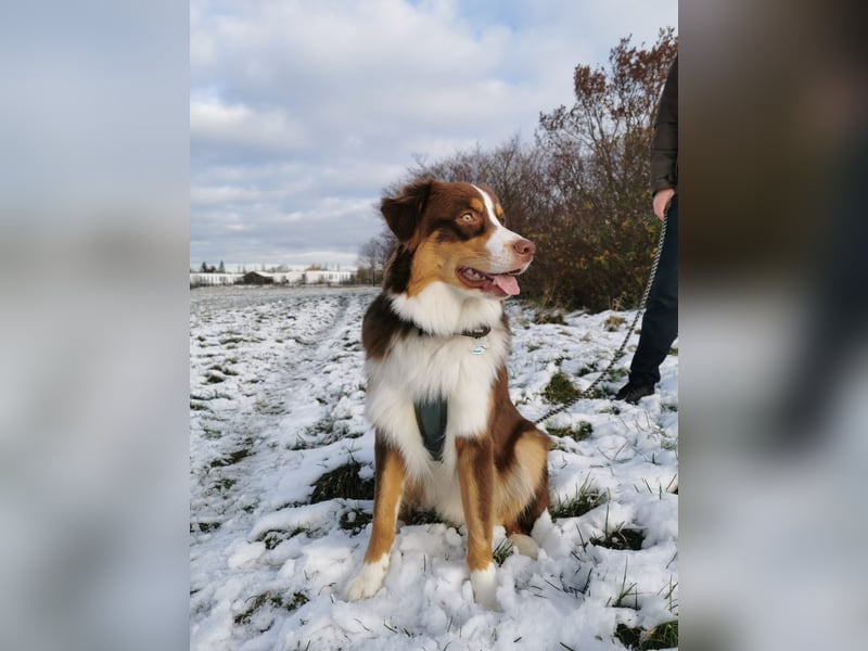 Loki, Australien Shepherd Rüde