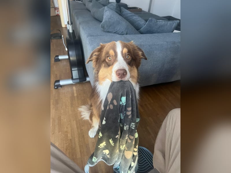 Loki, Australien Shepherd Rüde
