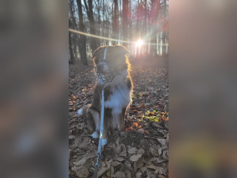 Loki, Australien Shepherd Rüde