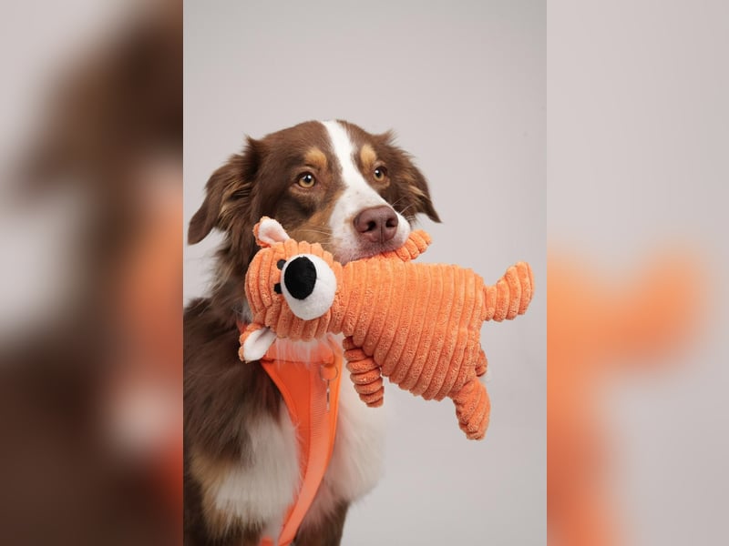 Loki, Australien Shepherd Rüde