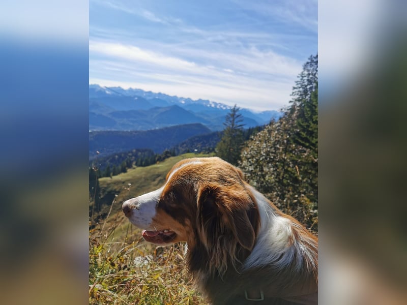 Loki, Australien Shepherd Rüde