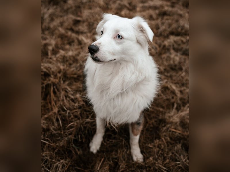 Mylino - sucht ein ruhiges Zuhause - Tierhilfe Franken e.V.