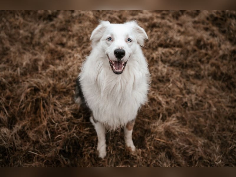 Mylino - sucht ein ruhiges Zuhause - Tierhilfe Franken e.V.