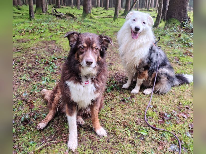 Mylino - sucht ein ruhiges Zuhause - Tierhilfe Franken e.V.