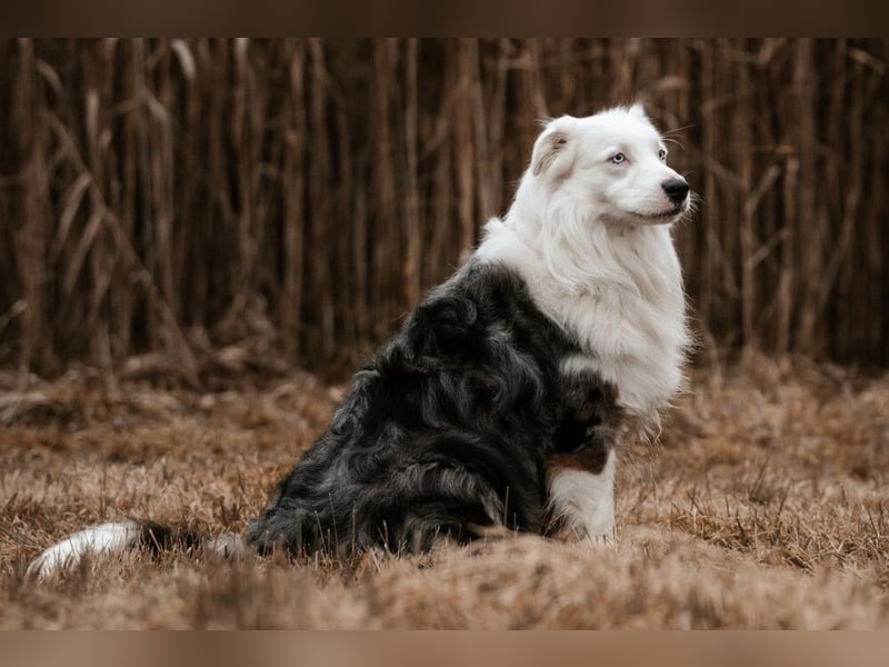 Mylino - sucht ein ruhiges Zuhause - Tierhilfe Franken e.V.