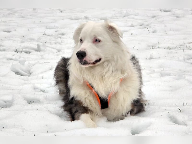 Mylino - sucht ein ruhiges Zuhause - Tierhilfe Franken e.V.