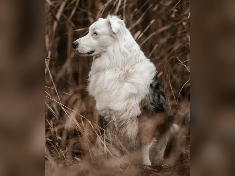 Mylino - sucht ein ruhiges Zuhause - Tierhilfe Franken e.V.